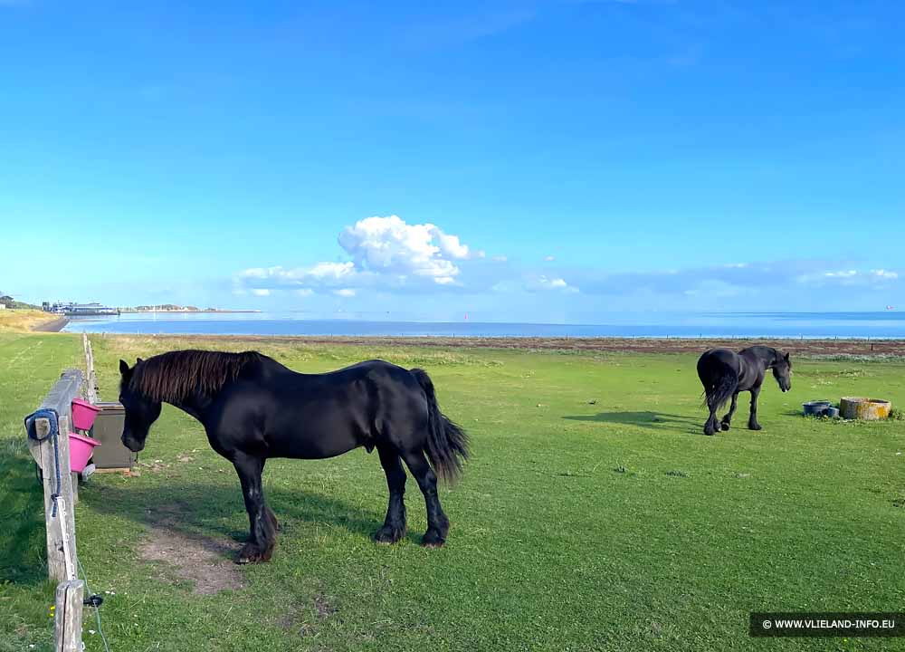 Paarden op Vlieland