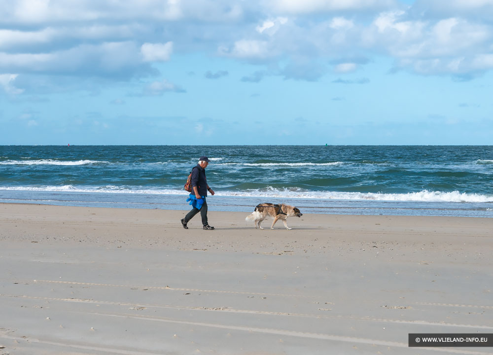 Hond op het strand van Vlieland
